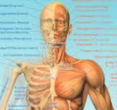 Mehr über den Artikel erfahren Wortfeld Körper 2