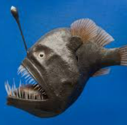 Mehr über den Artikel erfahren Tiefsee 1 – Monster der Tiefsee (leicht)