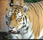 Mehr über den Artikel erfahren Steckbrief zu Tieren 5 – Lernkontrolle