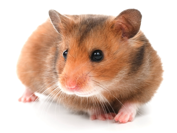 Mehr über den Artikel erfahren Hamster und Co – erstes lesen und schreiben
